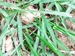 Sporobolus indicus