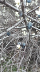 Prunus spinosa