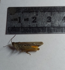 Chorthippus maritimus