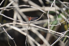 Tramea limbata