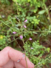 Desmodium