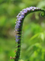 Heliotropium indicum