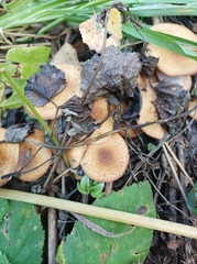 Armillaria borealis