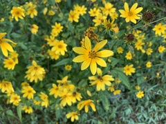 Bidens aristosa