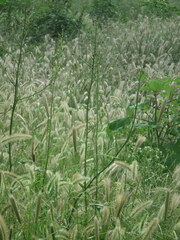 Lactuca indica