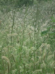 Lactuca indica