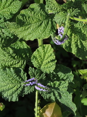 Heliotropium indicum