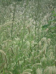 Lactuca indica