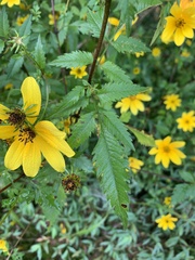 Bidens aristosa