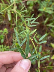 Desmodium
