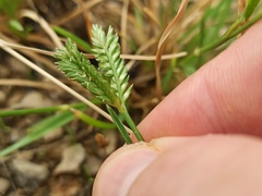 Eleusine tristachya