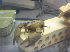 Austropotamobius pallipes