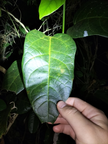 Image of Oxera splendida by (c) Matthew Borella, some rights reserved (CC BY)