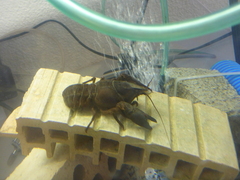 Austropotamobius pallipes