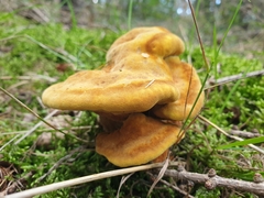 Phaeolus