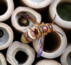 Euodynerus pratensis