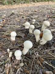 Lycoperdon excipuliforme