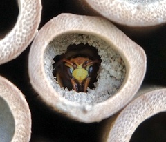 Euodynerus pratensis