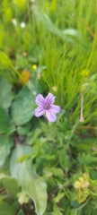 Erodium botrys