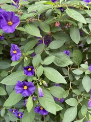 Lycianthes rantonnetii