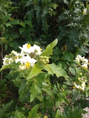 Solanum bonariense