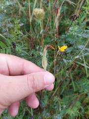 Tragopogon pratensis