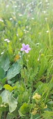 Erodium botrys