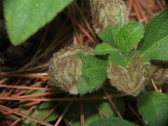 Phytomyza crassiseta