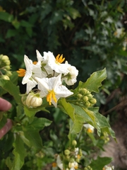 Solanum bonariense