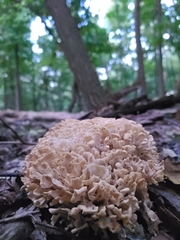 Sparassis spathulata