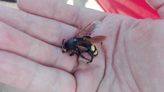 Megascolia maculata flavifrons