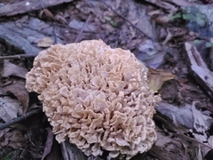 Sparassis spathulata