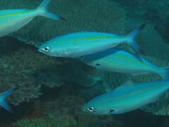 Caesio varilineata