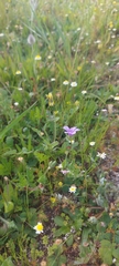 Erodium botrys