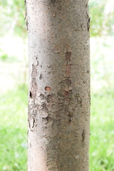Zelkova serrata