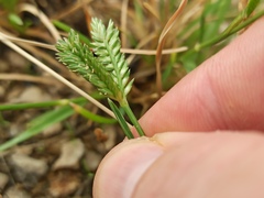 Eleusine tristachya