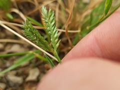 Eleusine tristachya