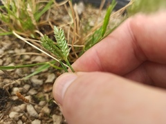 Eleusine tristachya