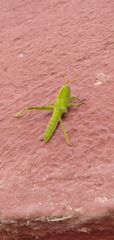 Anacridium aegyptium
