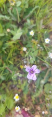 Erodium botrys