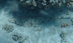 Papilloculiceps longiceps