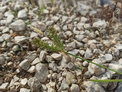 Eleusine tristachya