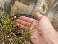 Eleusine tristachya