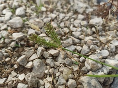 Eleusine tristachya