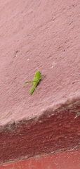 Anacridium aegyptium
