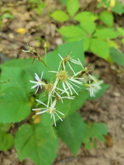 Eurybia schreberi