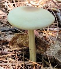 Marasmius nigrodiscus