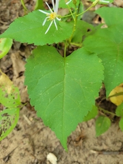 Eurybia schreberi