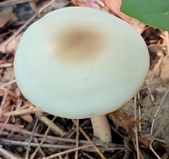 Marasmius nigrodiscus