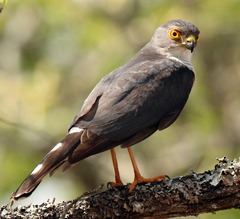Little Sparrowhawk photo 5